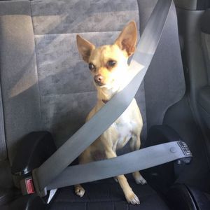 Meet your Posher, Barb